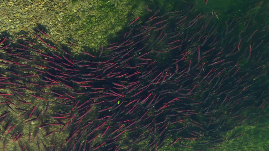 A large school of fish swimming on the surface of a river at midday