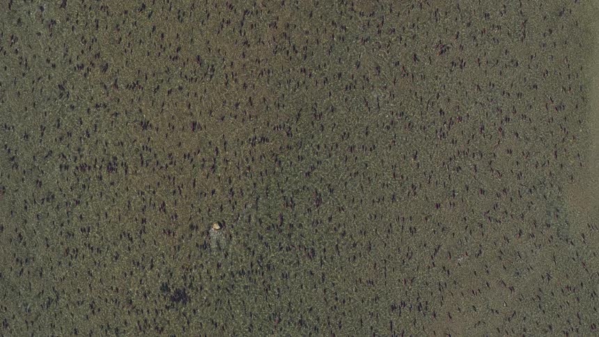 An aerial top view captures thousands of sockeye salmon as they swarm together in the shallow waters of a river on with a sandy bank visible along the right side of the frame