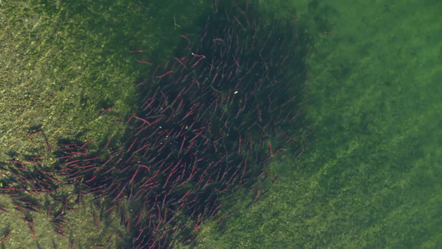 A top view shows a massive school of bright red sockeye salmon gathered in the shallow and clear green water of a river as the fish huddle together over a rocky bed during the spawning season