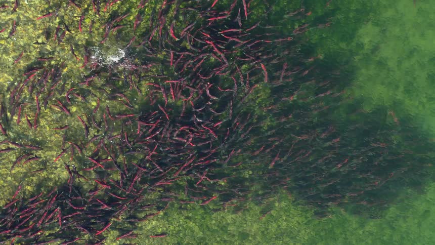 A school of red salmon swimming in a shallow river during their migration period at midday
