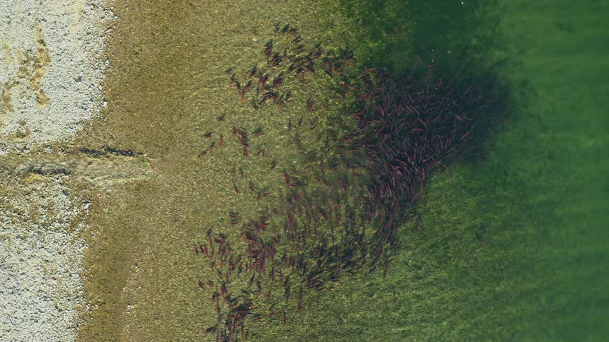 A top view shows a large school of red sockeye salmon swimming in clear green water near a rocky shoreline during the spawning season in alaska