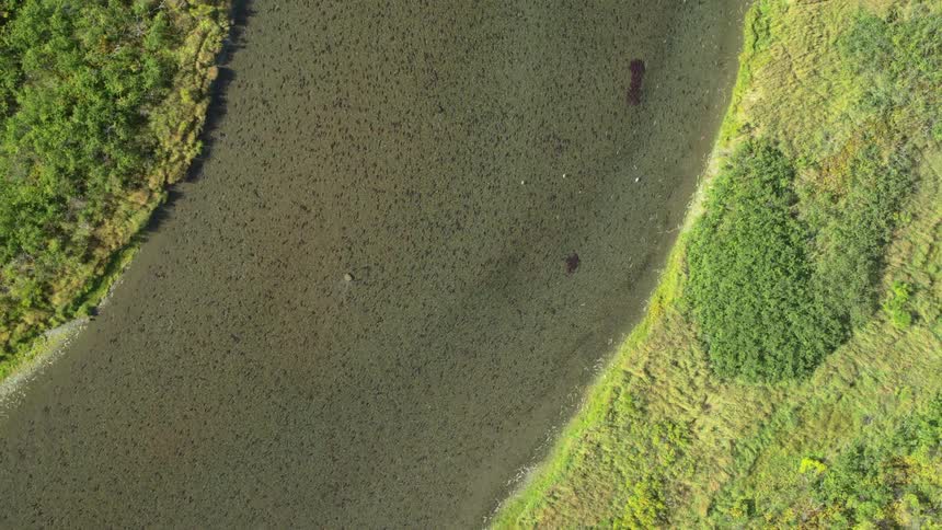 This aerial footage shows a wide shallow river filled with a massive school of salmon swimming upstreamthe surrounding landscape features lush green riverbanks and clear water highlighting the scale of the annual fish migration