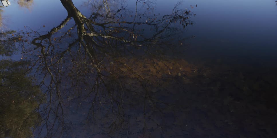 A tree reflection appears on the surface of dark still water