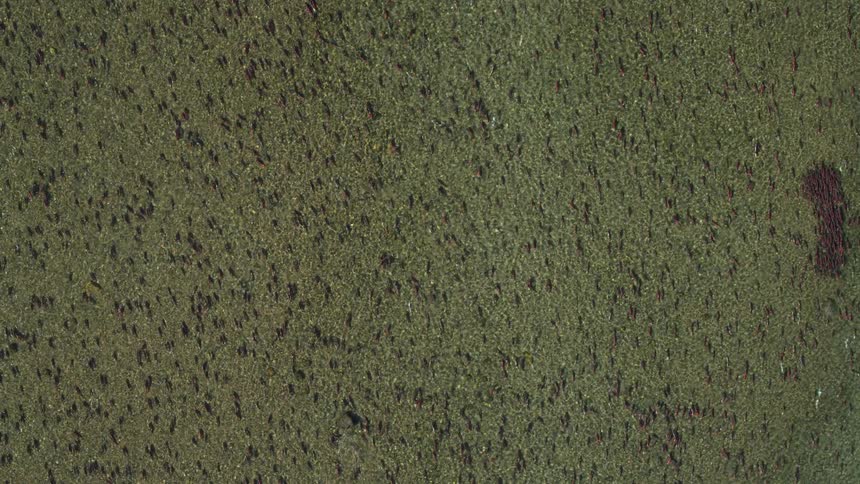 A large school of fish ripples the water surface while birds feed on them