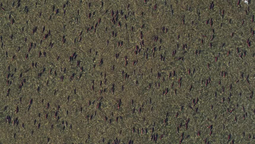 Aerial view of numerous fish scattered and swimming across a shallow riverbed
