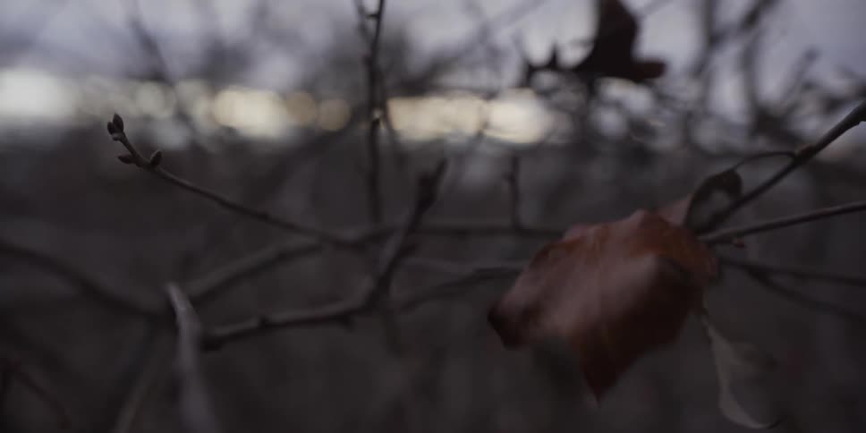 A single brown leaf clings to a thin branch among bare twigs silhouetted against a dim fading sky
