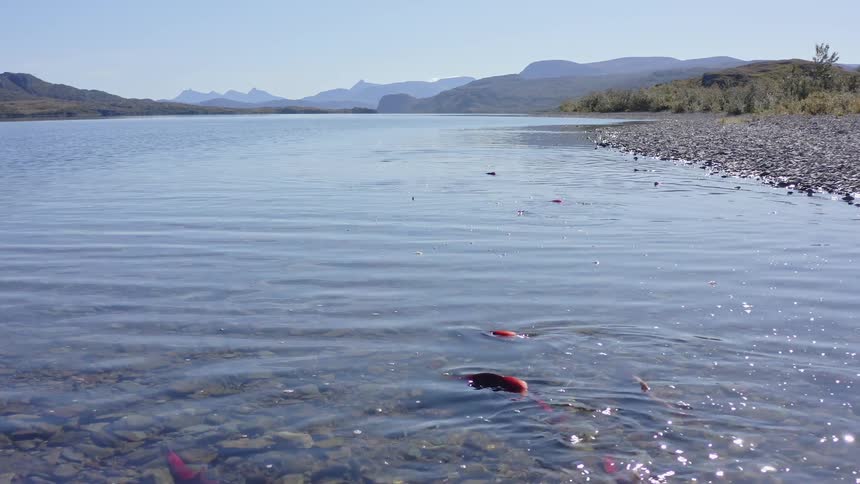 A group of fish swimming in a river