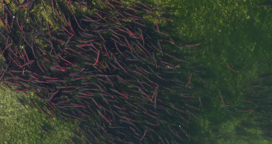 A top down aerial view shows a dense school of red sockeye salmon swimming together over a rocky green riverbed in clear shallow water