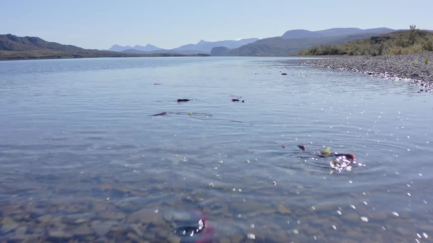 Several fish swimming near the surface of a clear river with mountains and shoreline in the background