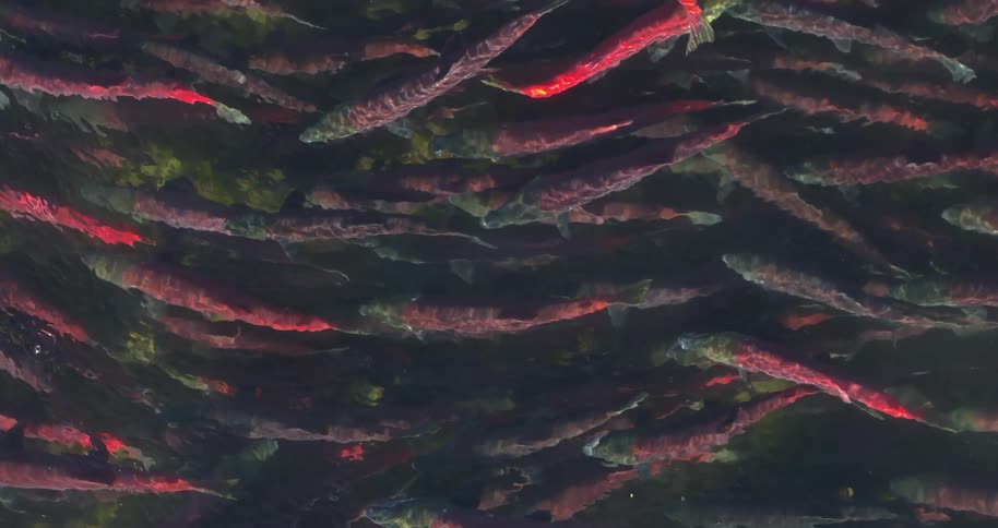 A large school of fish swim together underwater forming flowing patterns in a dark river environment