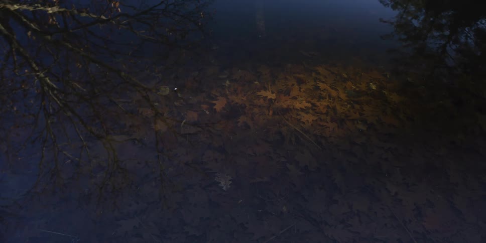 A lake with the sunlight shining on it