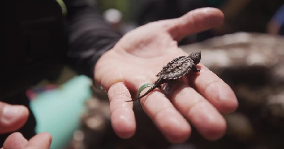 A man lets a tiny turtle climb across the palm of his hands