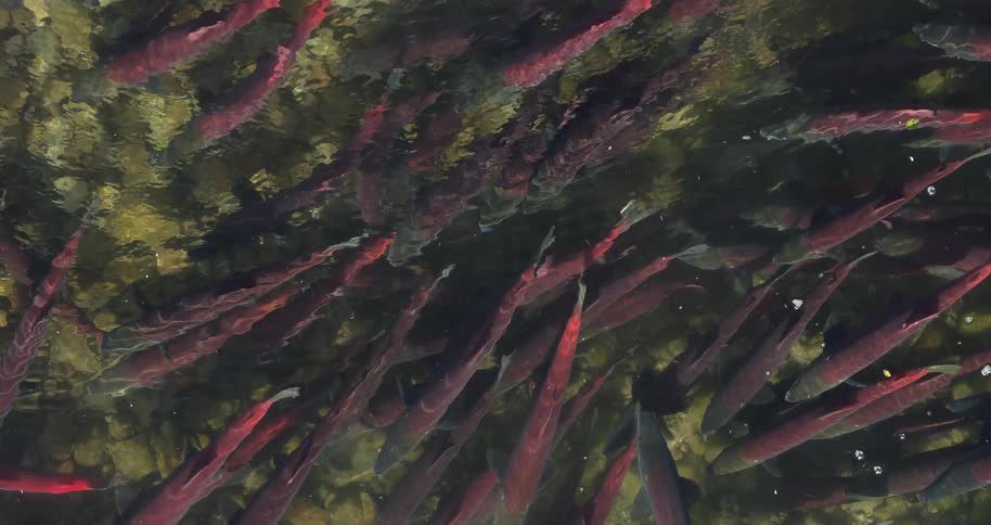 A group of fish swimming in the water