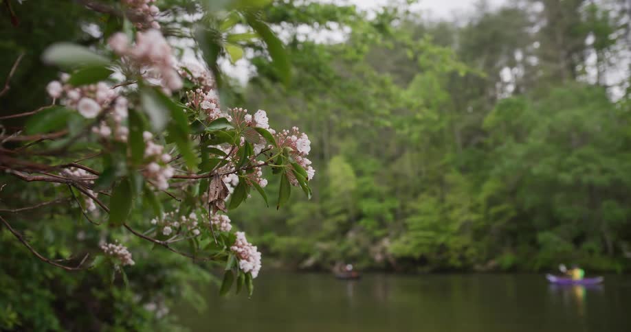Flowers and plants overlook the coast as people row kayaks on the river