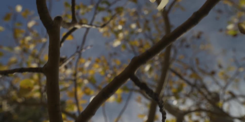 A close view looking up through bare tree branches with scattered yellow leaves shows a bright blue sky with soft sunlight during the autumn season