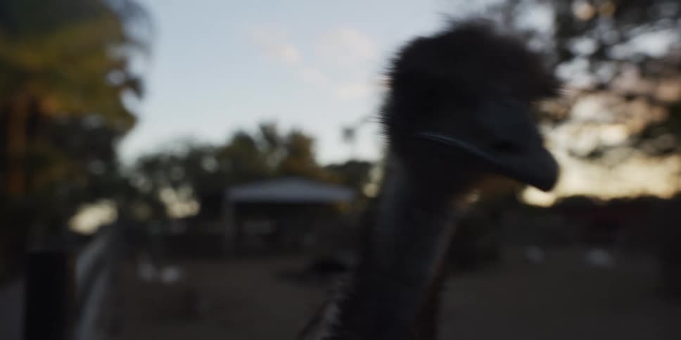 An ostrich in farmland near a fence at midday looking back and forth