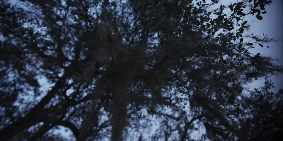 A low angle view captures gnarled moss covered branches stretching across a dim twilight sky