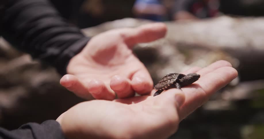A person holding a small sea turtle baby in their hand
