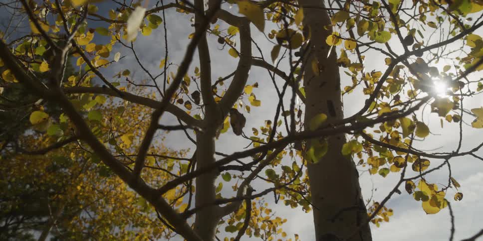 Trees with leaves in fall colors as the sun shines brightly in the sky