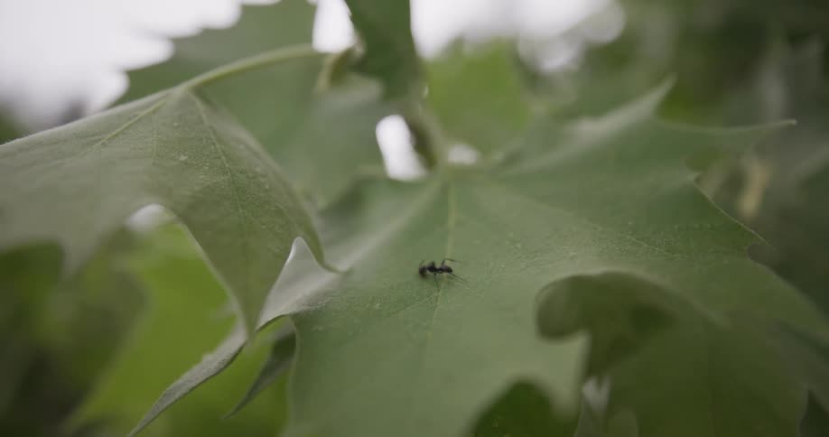 A close view of a small black ant crawling slowly across the surface of a broad green leaf with jagged edges in a lush natural setting during the day