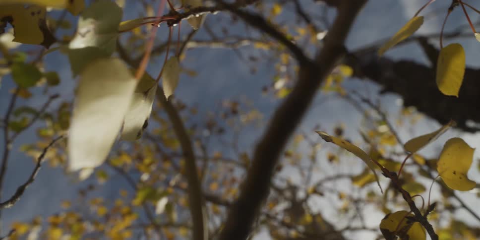 A view from below shows yellow autumn leaves on thin branches swaying in the wind against a blue sky with bright sunlight filtering through the tree canopy