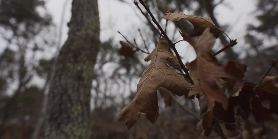 A close view captures brown and dried oak leaves clinging to a thin branch as they tremble in a cold breeze during a grey and overcast winter day in a forest