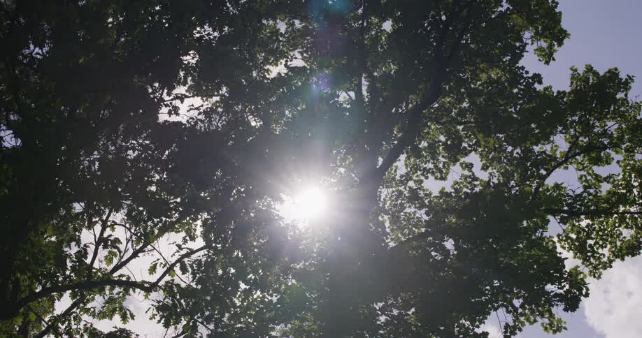 The sun is peering through the tall tree branches