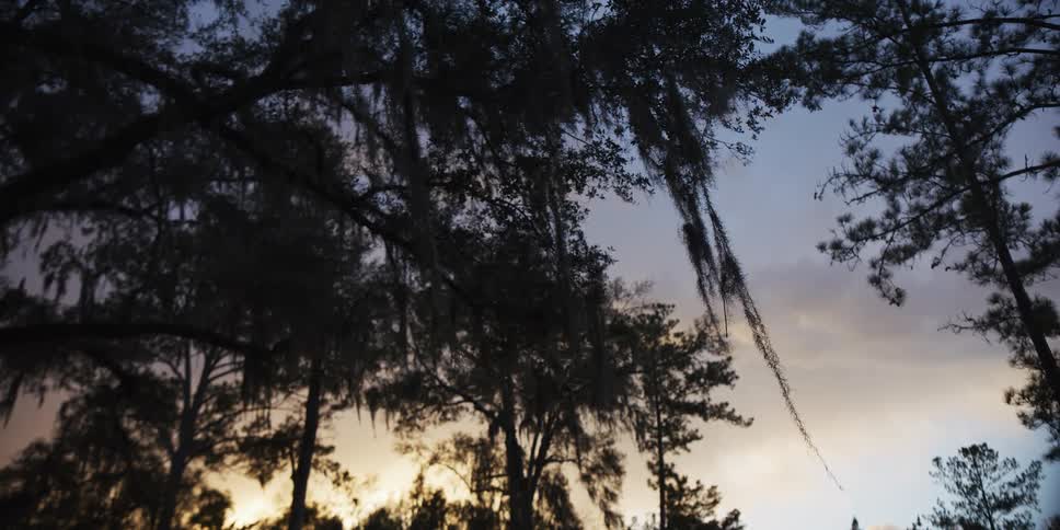 Spanish moss hangs from the dark silhouettes of oak and pine trees against a cloudy sky during a golden sunset in a southern forest