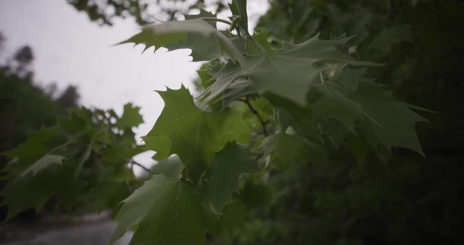 Jagged edged leaves fill the branches of trees in the woods during the daytime
