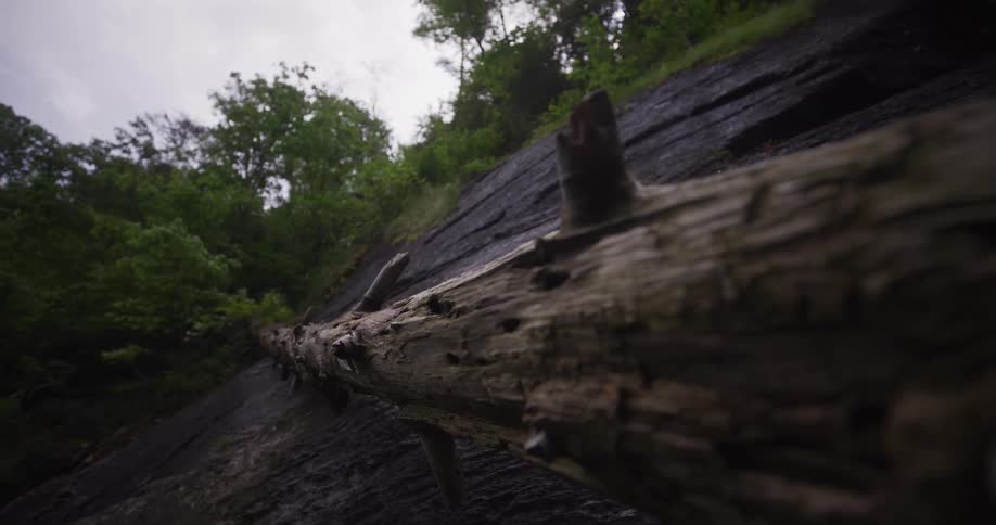 A tree log lying on the forest floor surrounded by trees at midday