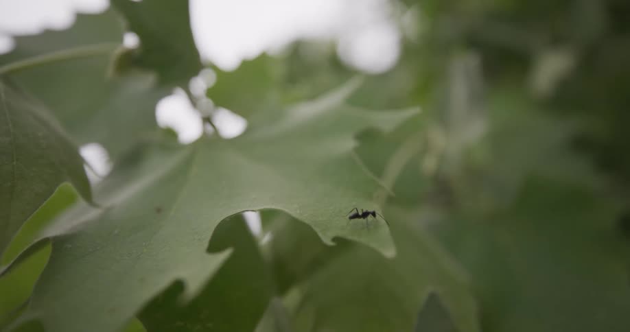 An ant walking on a leaf hanging from a tree branch in the forest at midday