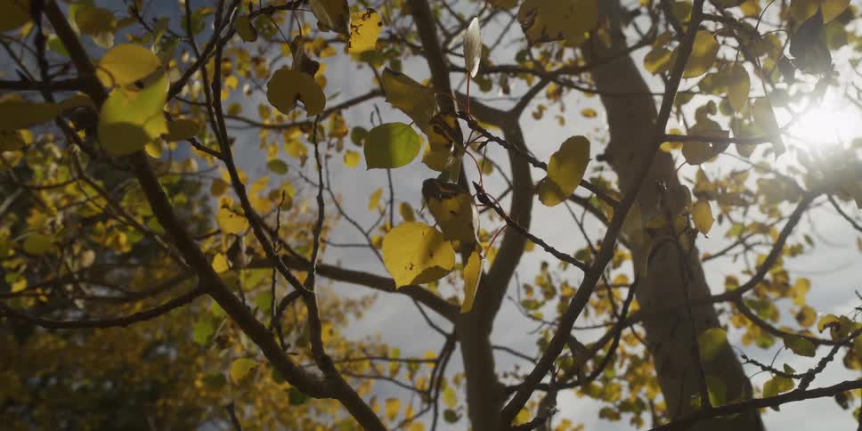 A tree with green and yellow leaves on it
