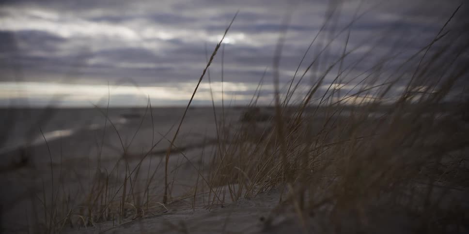 Thin stalks of dry beach grass sway in the wind on a sandy dune overlooking the ocean under a dark and cloudy sky during a gloomy day