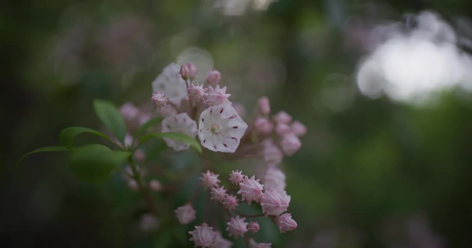 A close view captures the delicate pale pink and white blossoms of mountain laurel flowers blooming in a lush green forest during the spring