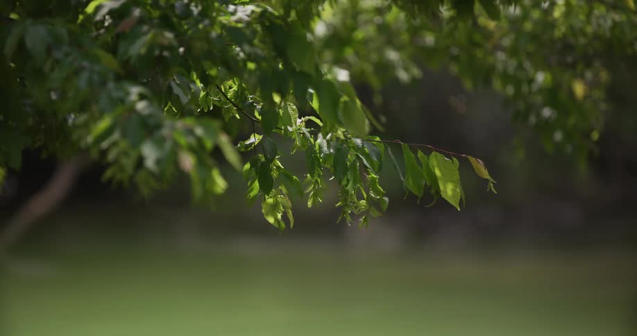 A close up of leaves on a branch of a tree