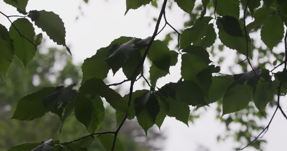 Leaves sway on tree branches as the wind blows through the forest at midday