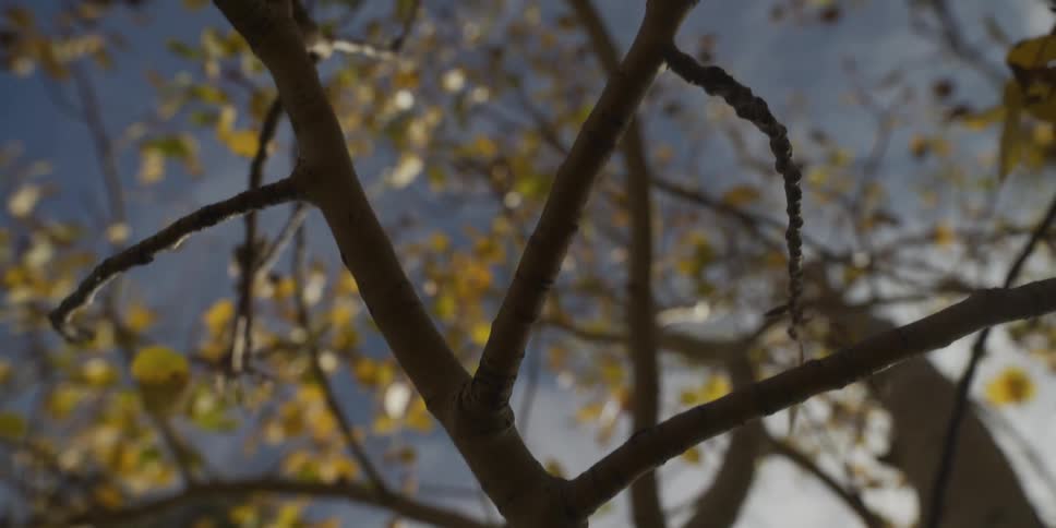 A close view looking up through the thin branches of an aspen tree with yellow autumn leaves against a blue sky with soft white clouds in a sunny forest