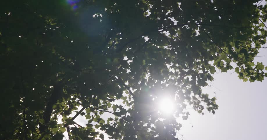 A tree in the forest with branches full of leaves blocking the sunlight at midday