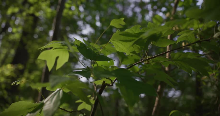 Green leaves on a thin branch sway slightly in a dense forest while sunlight filters through the canopy to create a soft bokeh effect in the blurred background