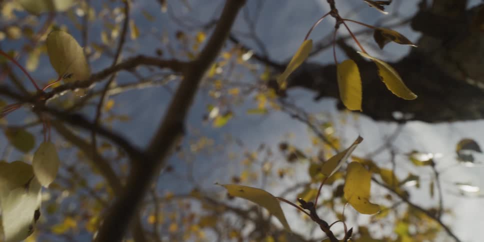 Golden leaves hang from thin branches softly swaying against a bright blue sky in warm sunlight