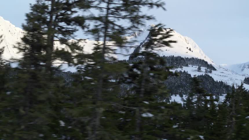 View through trees of forested snow covered mountains