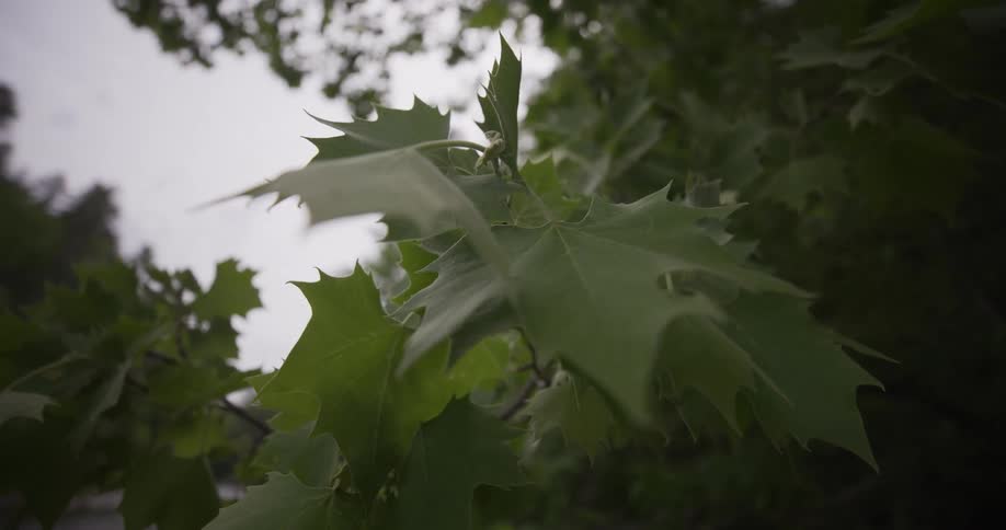 Large green maple leaves with jagged edges hang from a thin branch against a cloudy gray sky while a dense forest stays blurred in the background