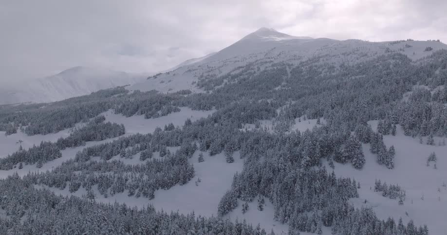 An aerial view shows a vast forest of pine trees covered in white snow on the slopes of a mountain under a cloudy sky in a cold winter landscape