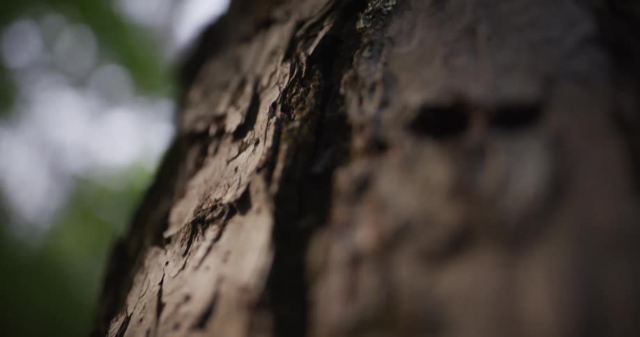A tree trunk with rough bark standing tall in the forest at midday