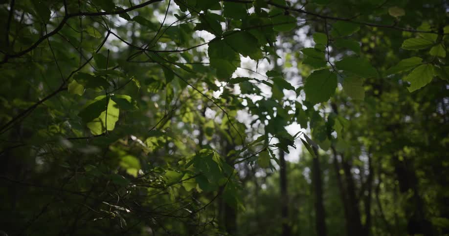 Bright sunlight glints through a canopy of vibrant green leaves on thin branches in a dense forest during a peaceful summer day