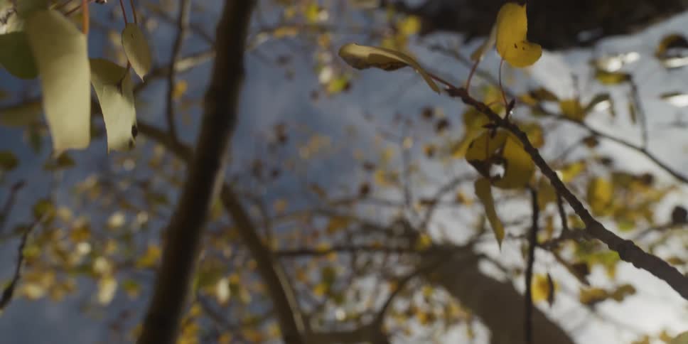Sunlight shines on the leaves of trees in fall colors