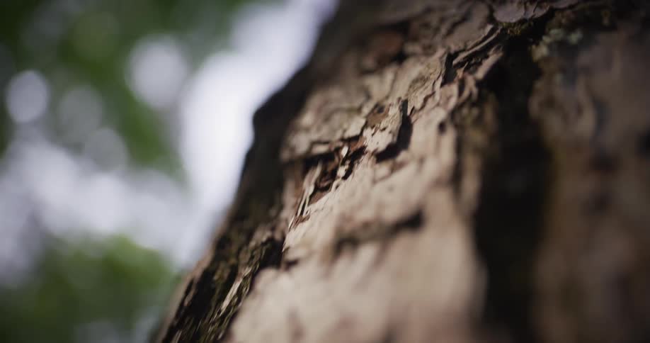 Close up of the bark on a tree trunk