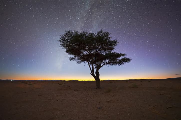 Single tree standing on the open landscape as the sun sets and stars of the milky way fill the sky