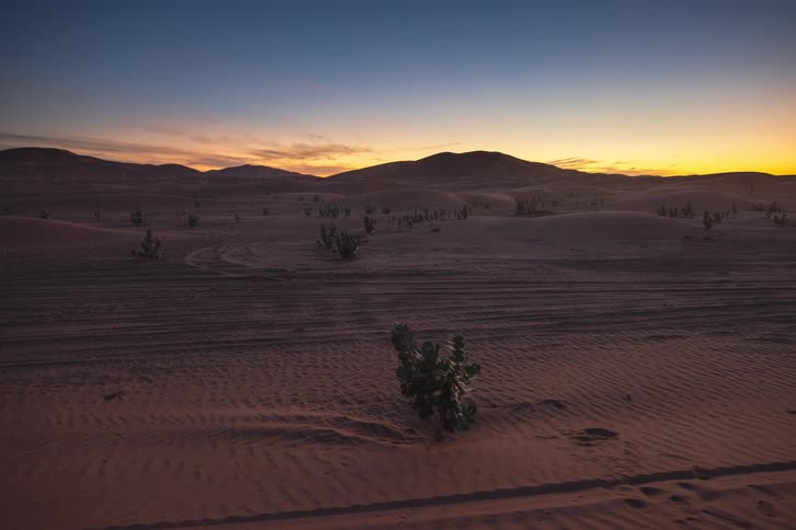 Plants and cactus scattered across the desert with dunes and mountains in the distance