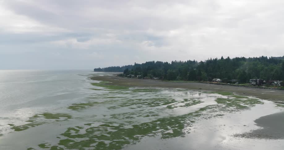 A tranquil aerial view shows the tide out on a coastal beach lined with evergreen trees and houses on a cloudy day